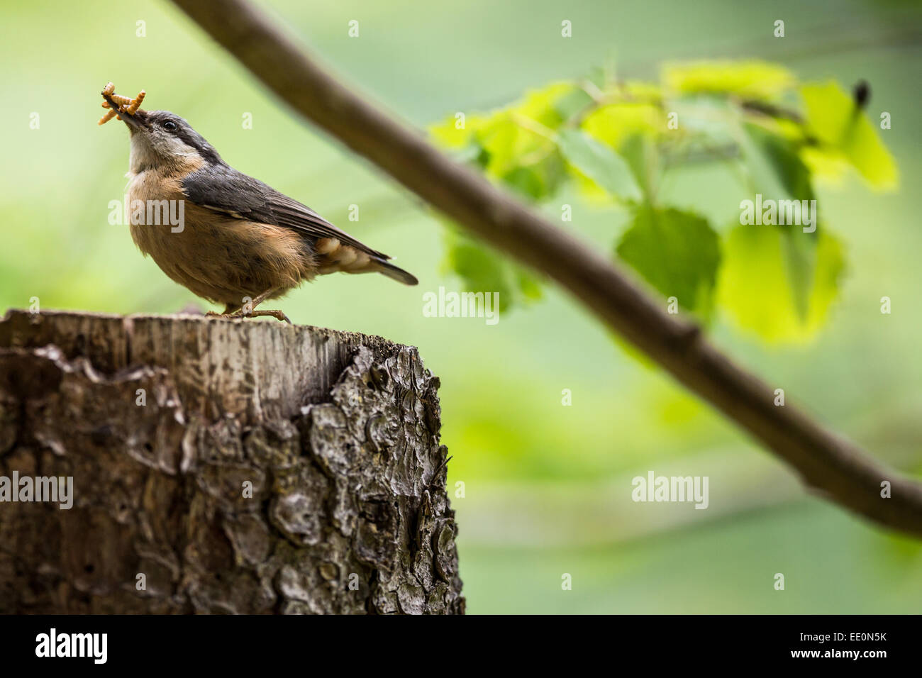 Un adulto Red-breasted picchio muratore a pranzo Foto Stock