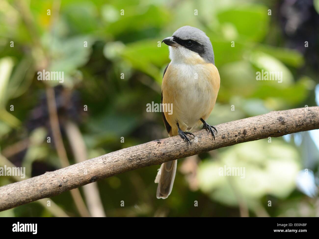 La bellissima grigio-backed Shrike (Lunius tephronotus) possing sul ramo Foto Stock