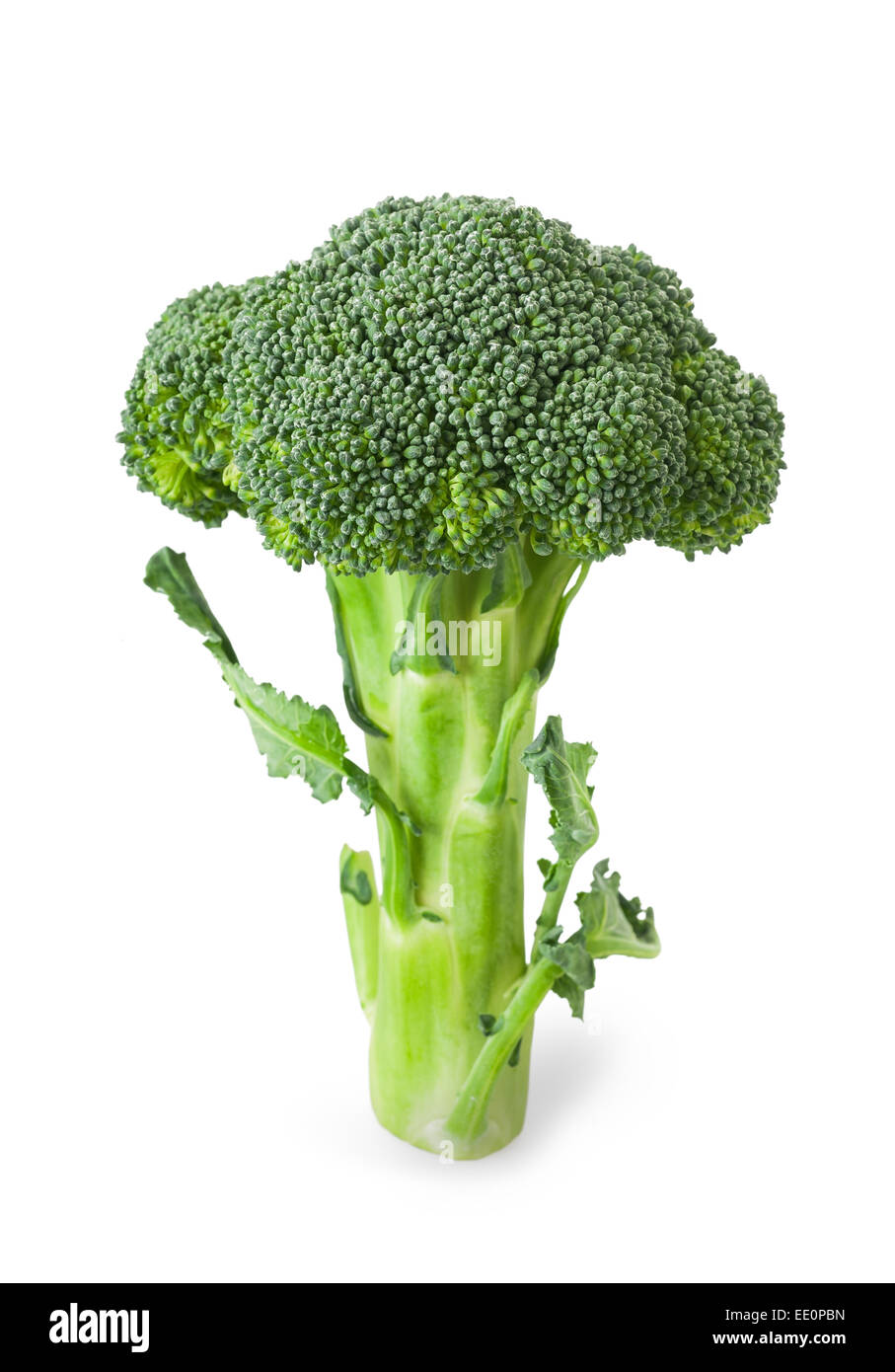 Broccoli isolato su un pulito lo sfondo bianco Foto Stock