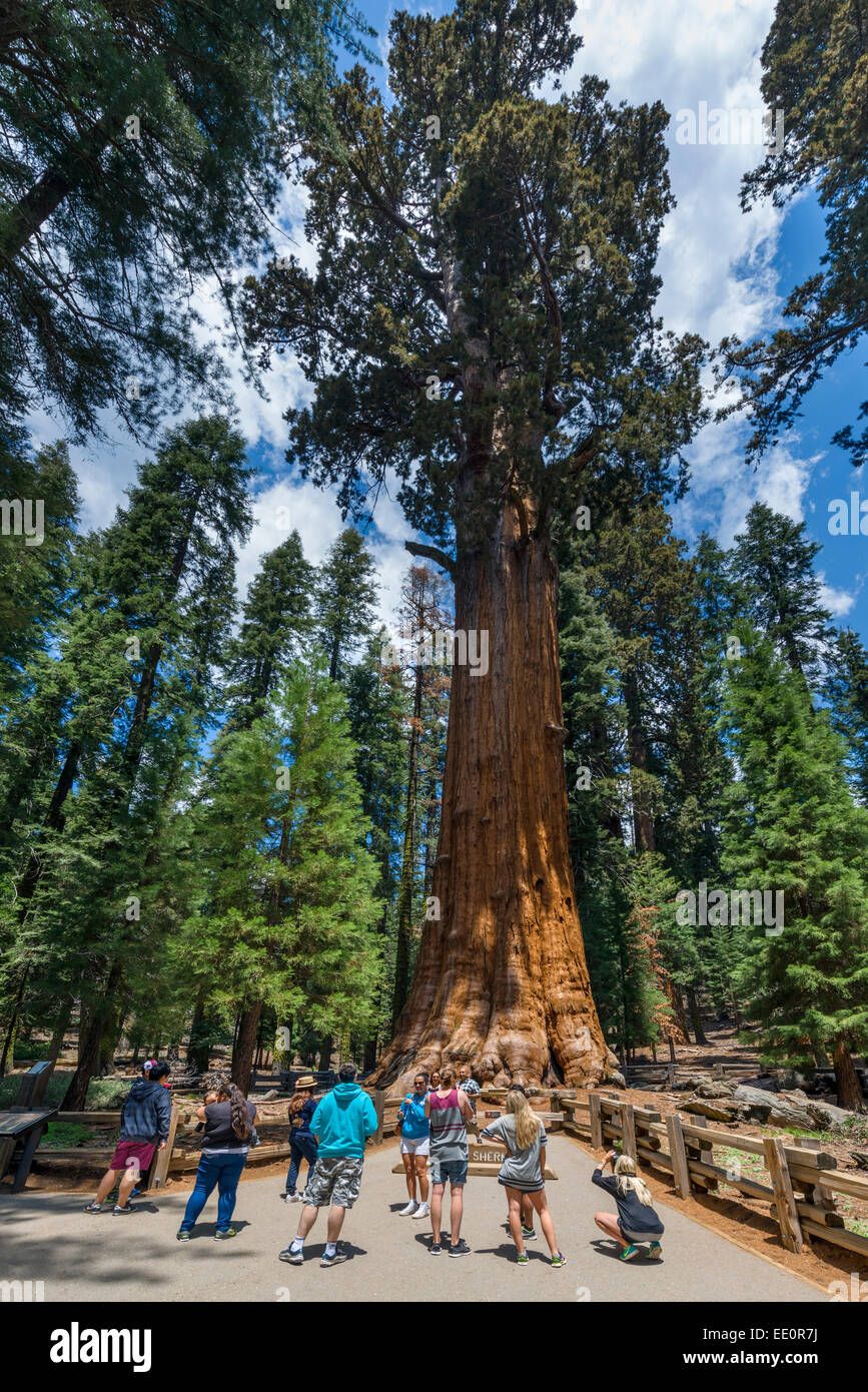 I turisti in posa davanti alla General Sherman Tree, uno dei più grandi del mondo, Sequoia National Park, California, Stati Uniti d'America Foto Stock