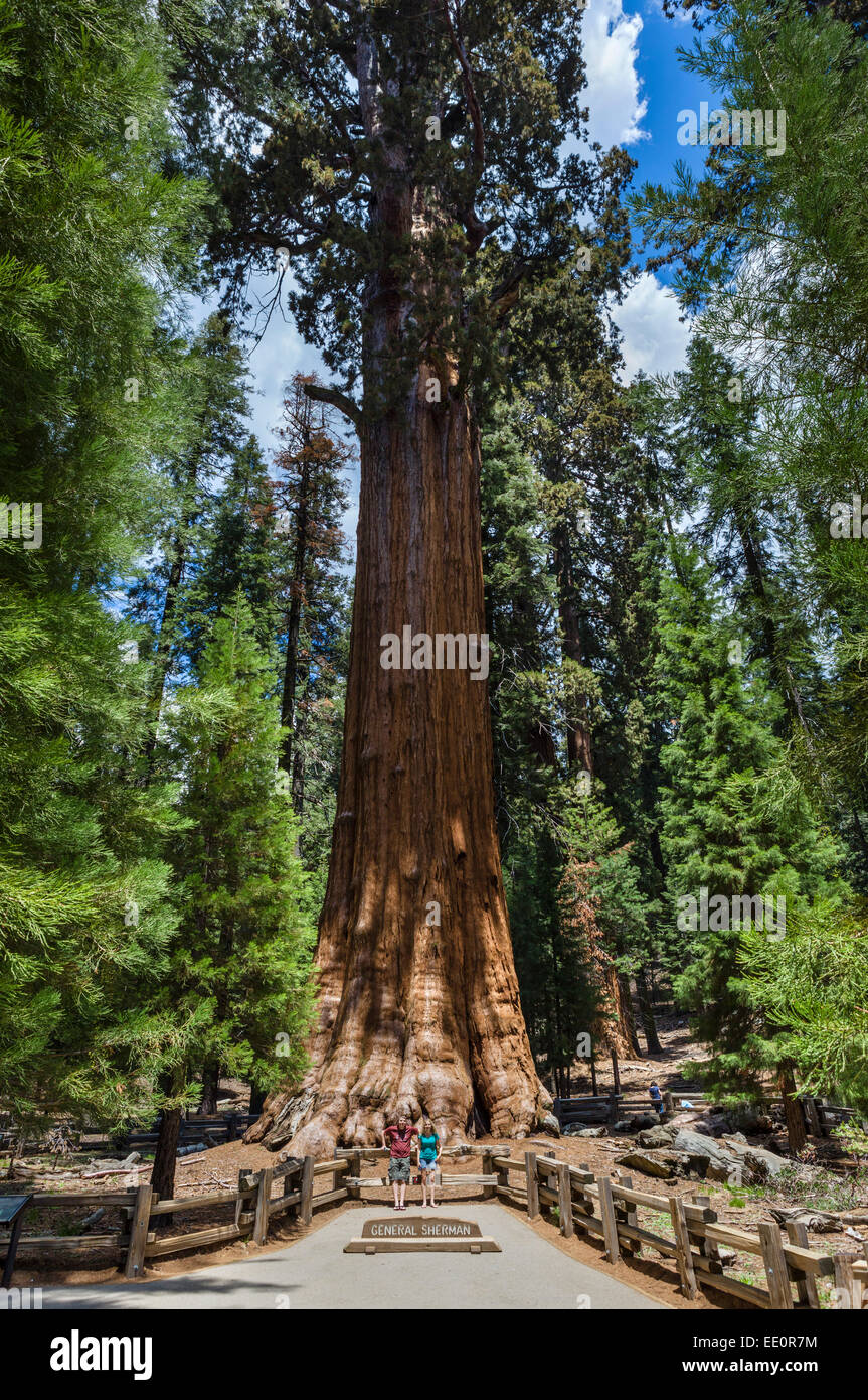 I turisti in posa davanti alla General Sherman Tree, uno dei più grandi del mondo, Sequoia National Park, California, Stati Uniti d'America Foto Stock