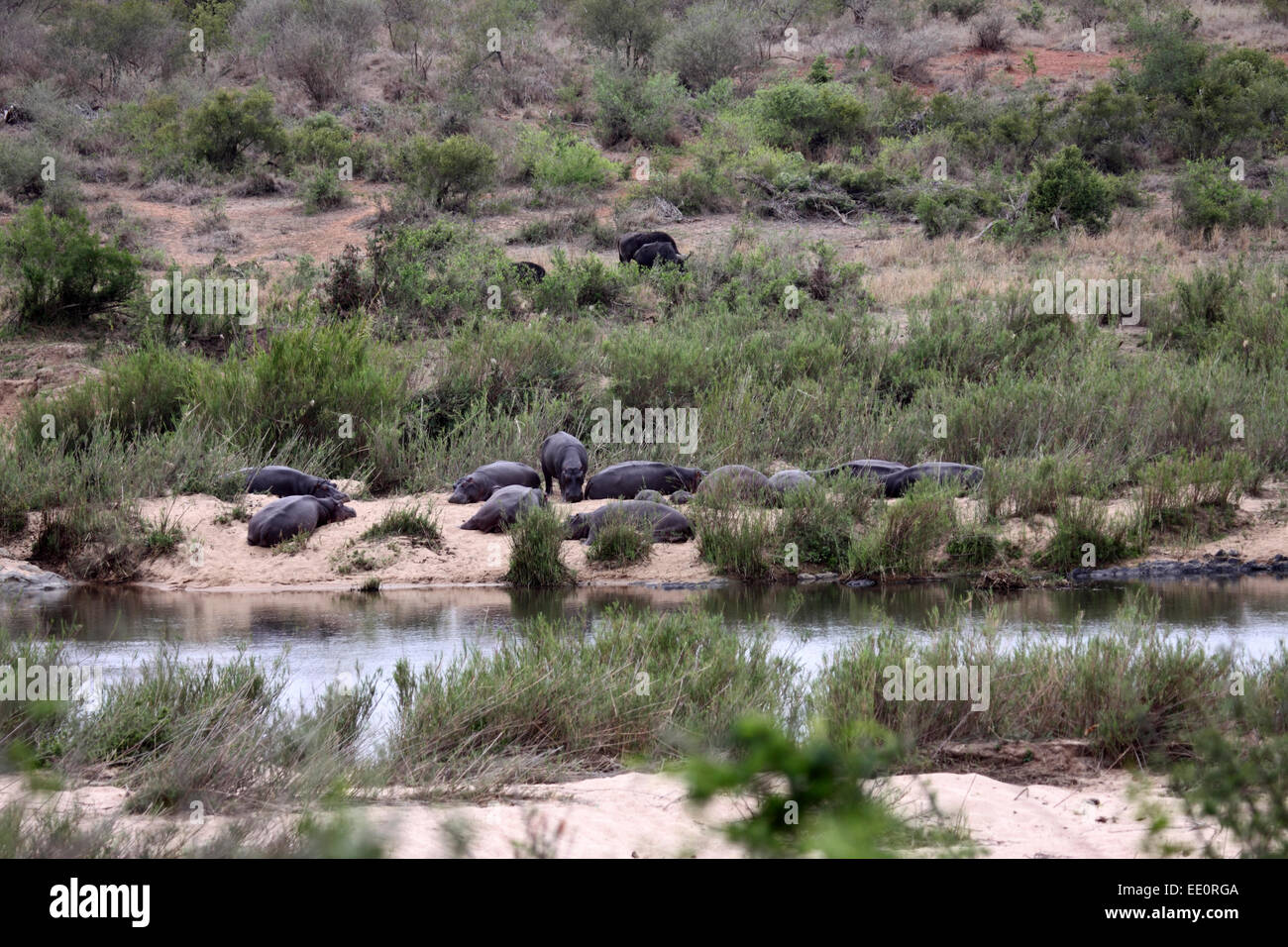 Ippopotamo mandria cazzate fino sulla riva del fiume nel Parco Nazionale di Kruger Foto Stock