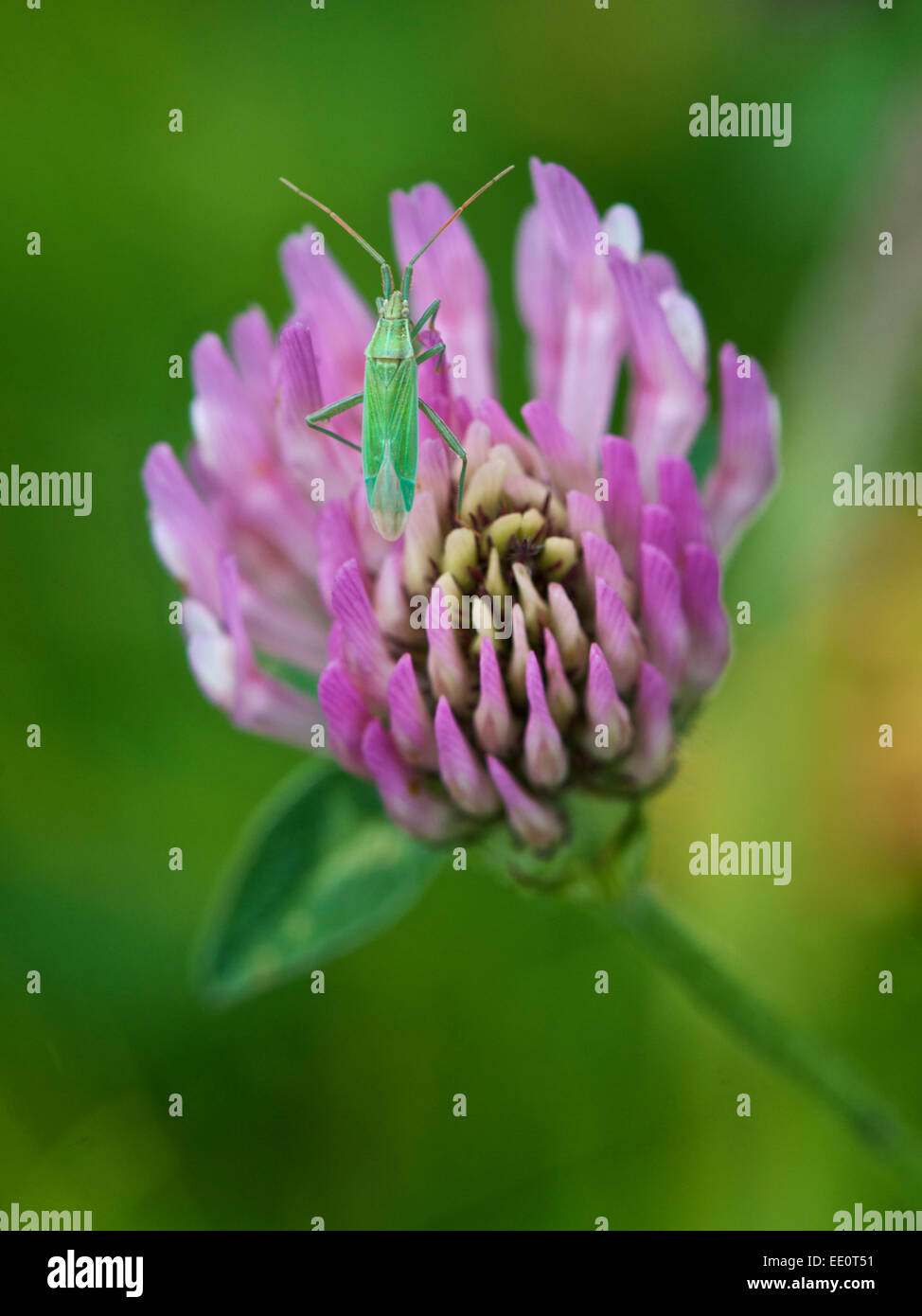 Comune di capside verde bug su viola fiore di trifoglio Foto Stock