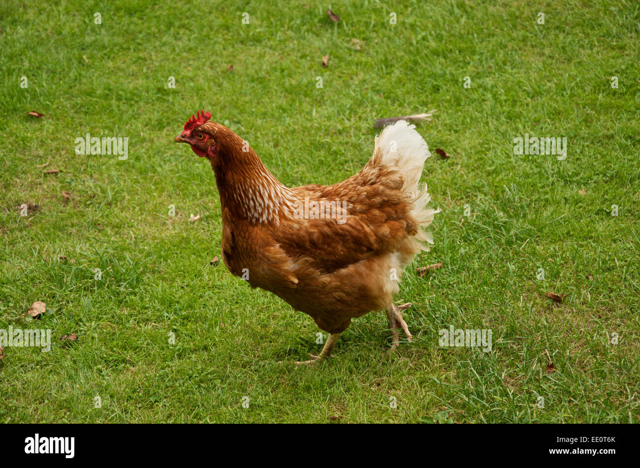 Hy-Line pollo marroni sull'erba Foto Stock