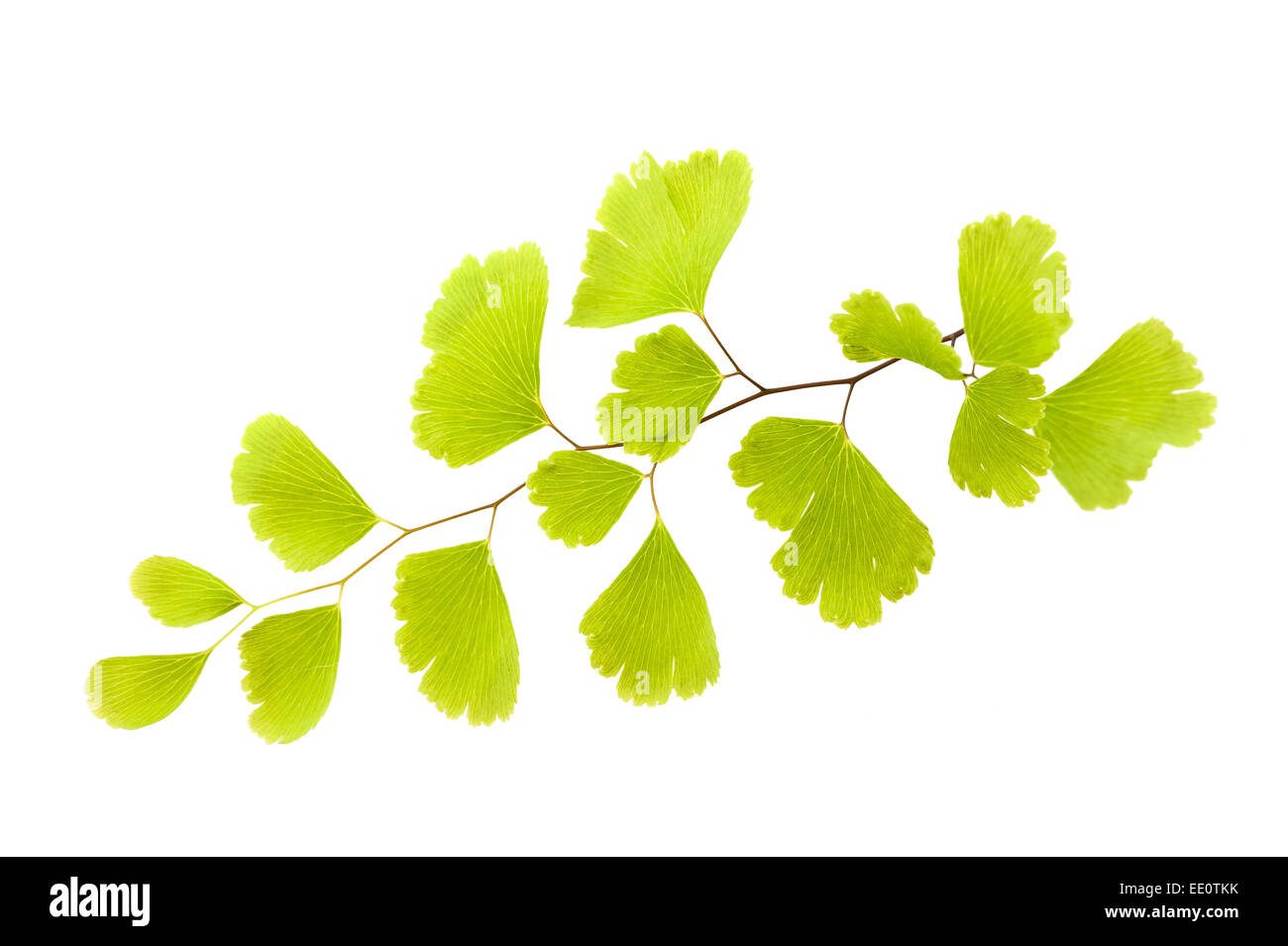 Nero felce capelvenere ramo (Adiantum capillus-veneris) Foto Stock