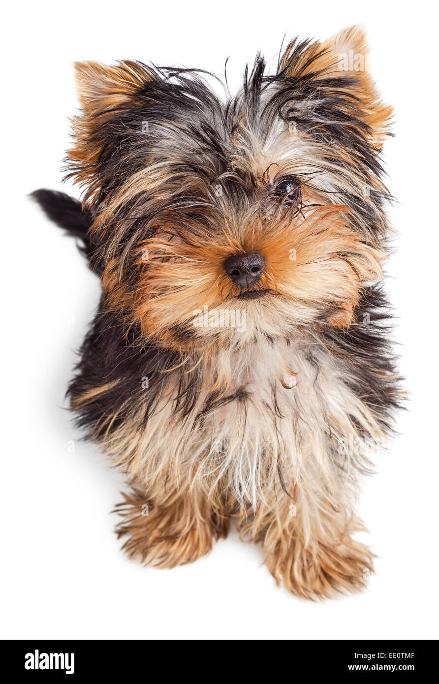 Yorkshire Terrier cucciolo seduta, 5 mesi di età, isolato su sfondo bianco Foto Stock