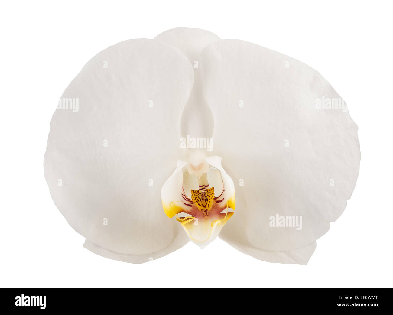 White Orchid flower isolati su sfondo bianco Foto Stock