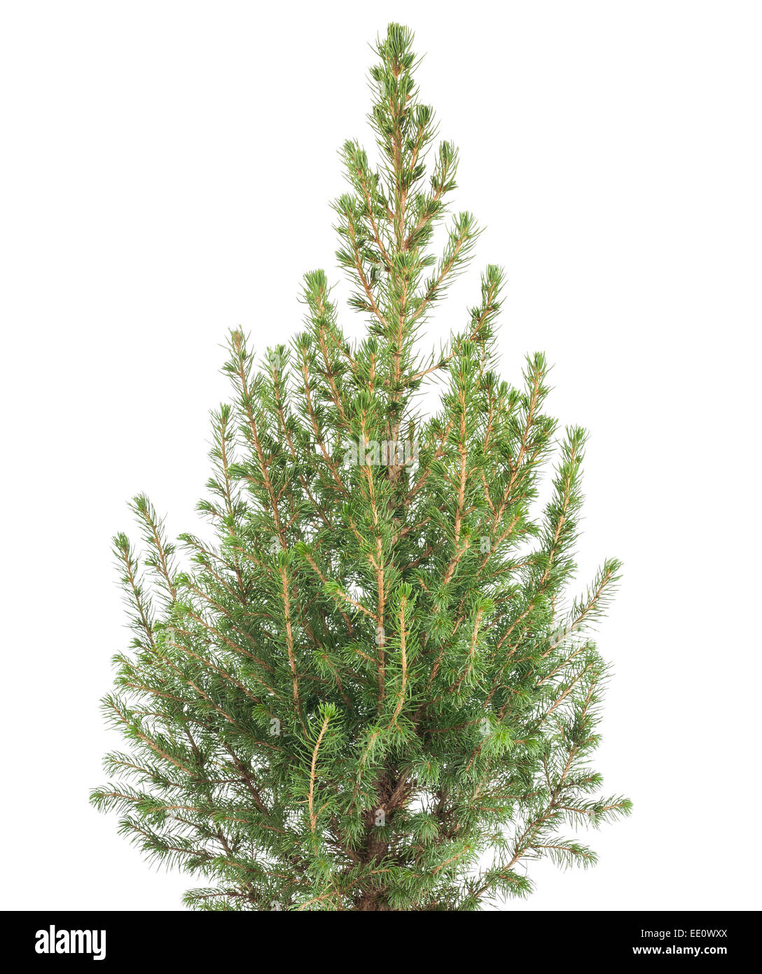 Abete bianco impianto isolato su sfondo bianco Foto Stock