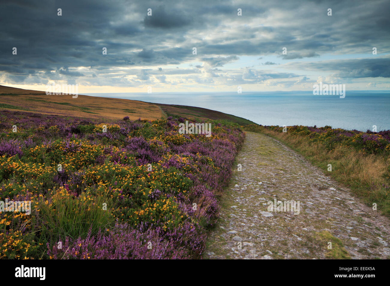 Sentiero costiero intorno Holdstone giù, Exmoor, North Devon. Un erica e ginestre coperto collina vicino alle rupi costiere. Foto Stock