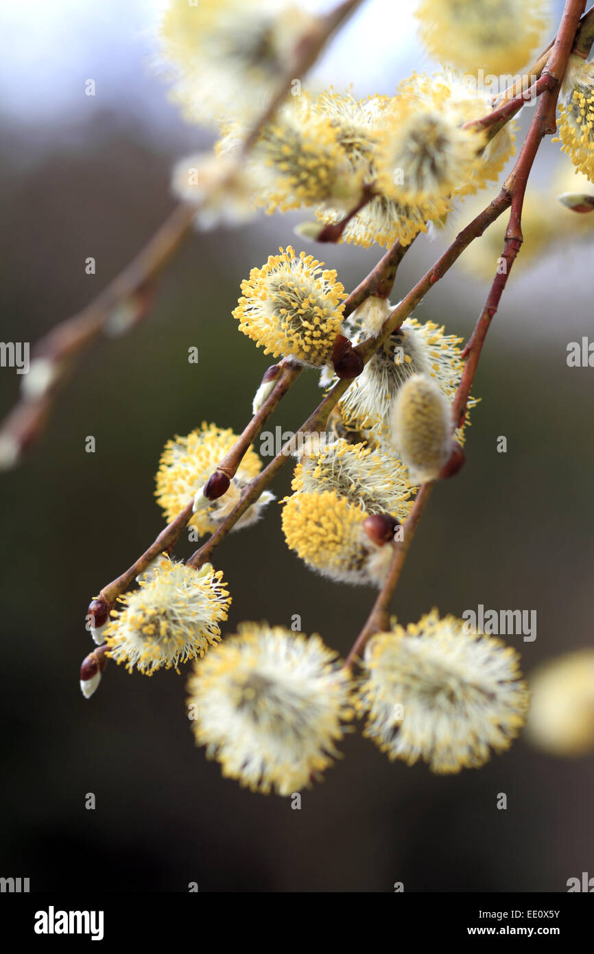 Nahaufnahme von bluehenden Weidenkaetzchen, Salweide, Salix caprea Foto Stock