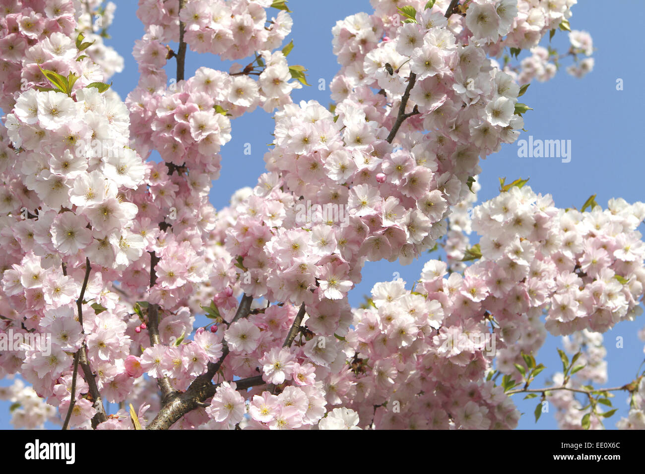 Praechtig bluehender Kirschbaum im Fruehling, Zierkirsche Foto Stock