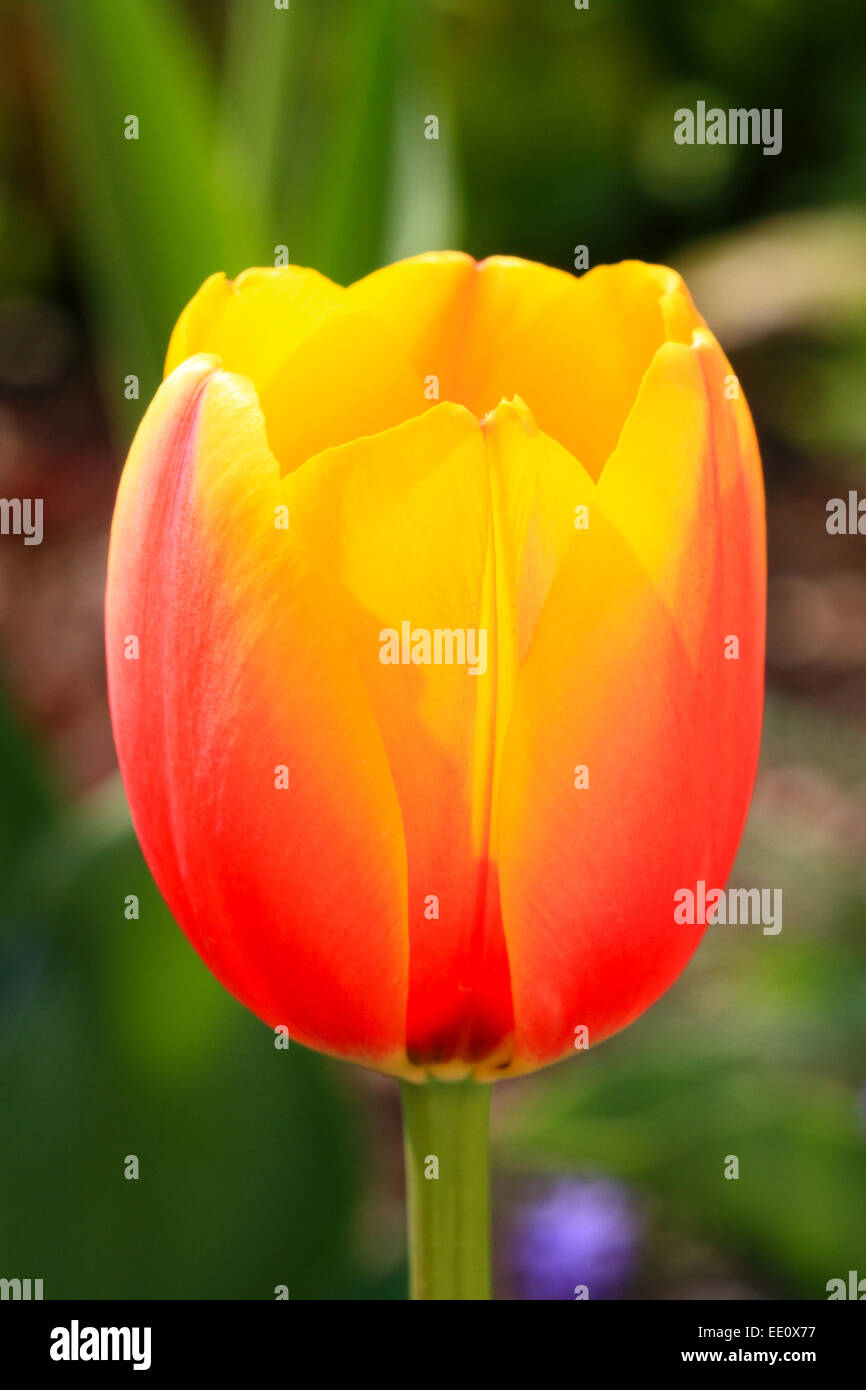 Tulpe, Tulpenbluete, Garten, Fruehling, Farbe Foto Stock