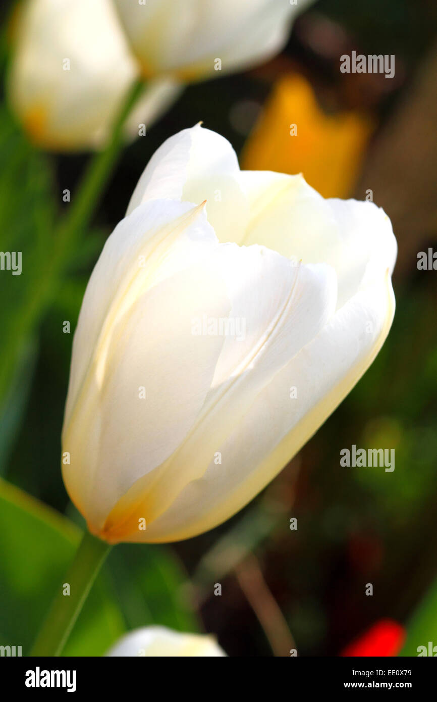 Tulpe, Tulpenbluete, Garten, Fruehling, Weiss Foto Stock
