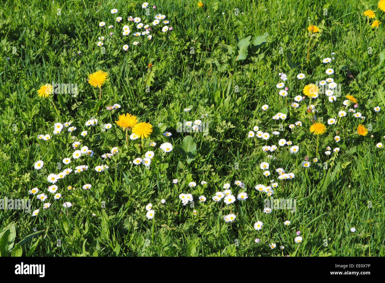 Fruehlingswiese, Loewenzahn, Gaensebluemchen Foto Stock