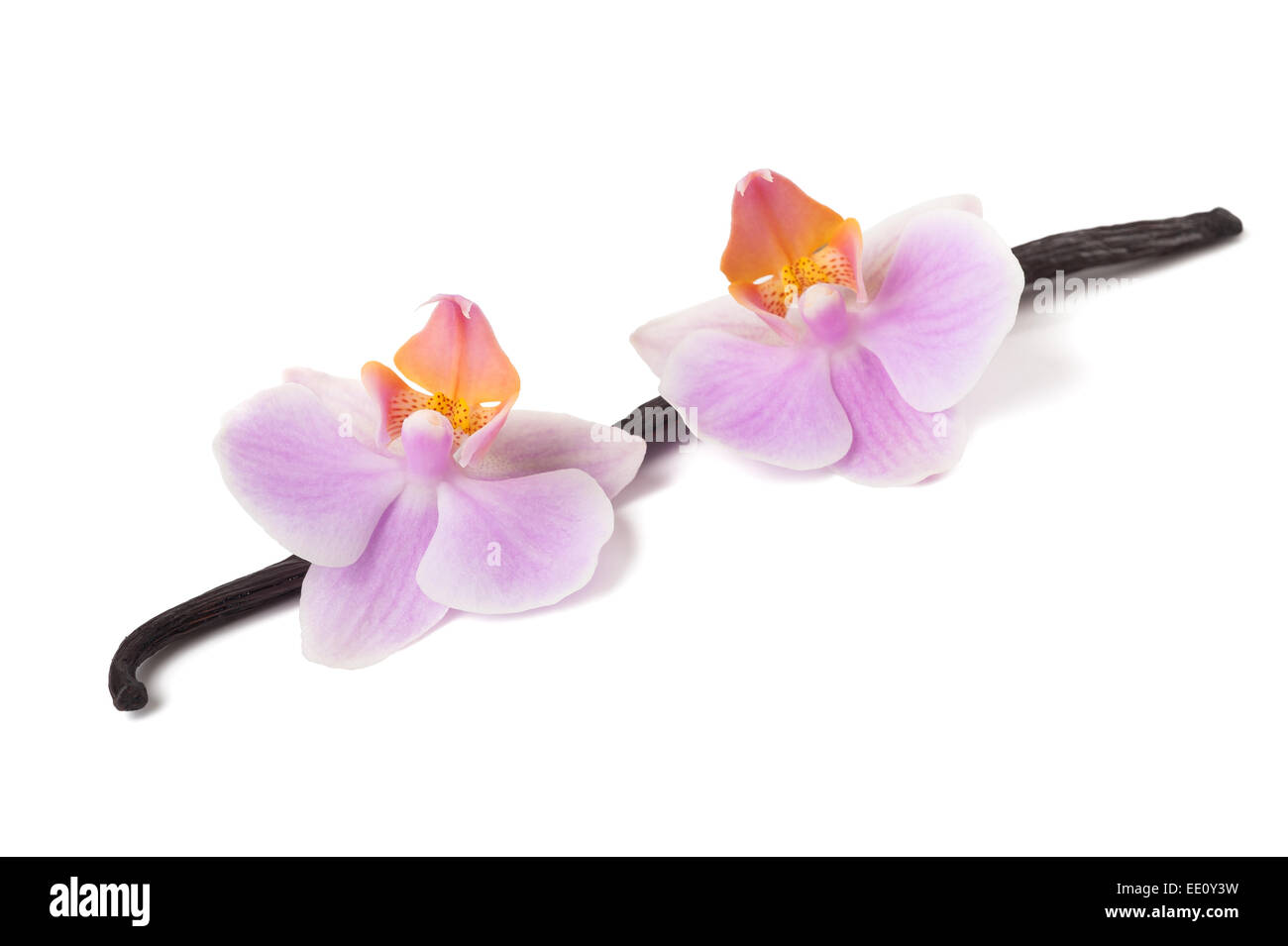 Splendida fioritura di orchidee vaniglia e stick isolato su bianco Foto Stock