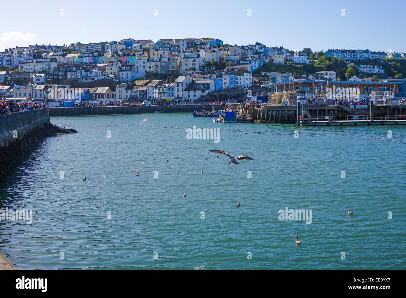 Seagull caccia nel porto di Porto di Brixham Devon England Regno Unito Foto Stock