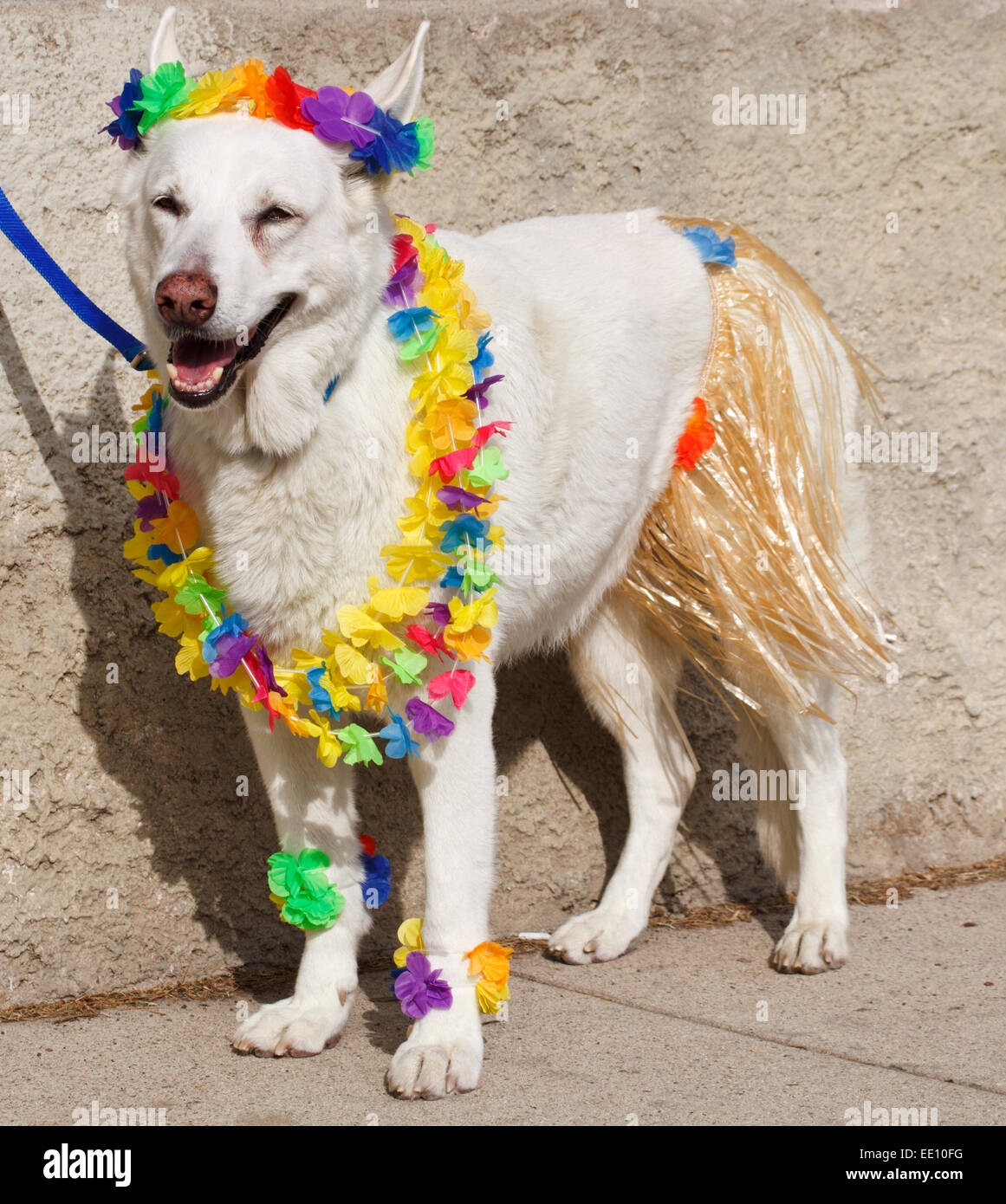 Cane in costume di Halloween Foto Stock