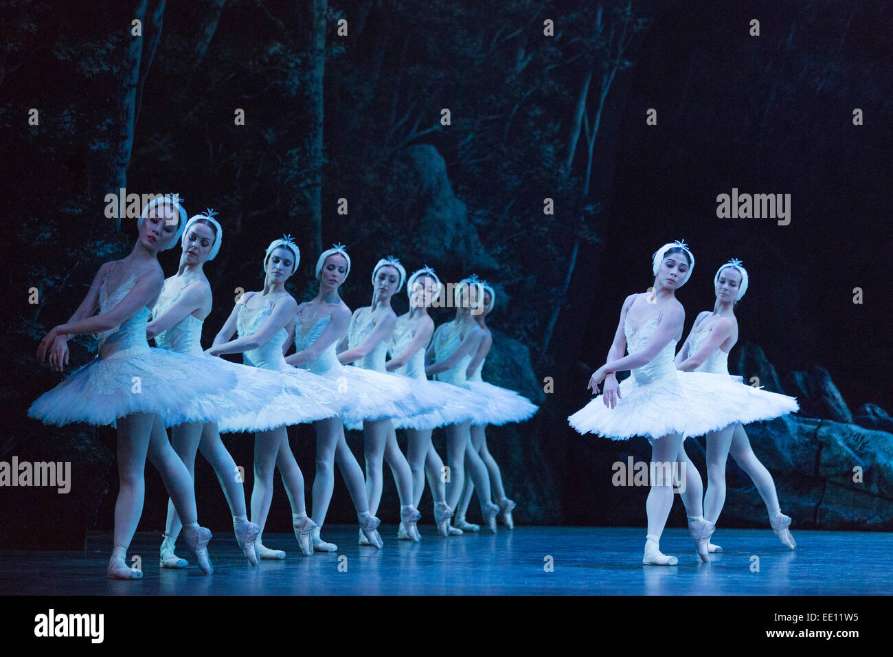 Cigni ballato da artisti della nazionale inglese di balletto. Ballerini dell' English National Ballet eseguire la prova generale del balletto classico Il lago dei cigni insieme alla musica di Pyotr Ilyitch Tchaikovsky. Il balletto va dal 7 al 18 Gennaio 2015 at The London Coliseum. La coreografia di Derek Deane dopo Marius Petipa e Lev Ivanov. Gavin Sutherland conduce la English National Ballet filarmonica. Cast includono: Alina Cojocaru come Odette/Odile, Ivan Vasiliev come il principe Siegfried e James Streeter come Rothbart. Foto Stock