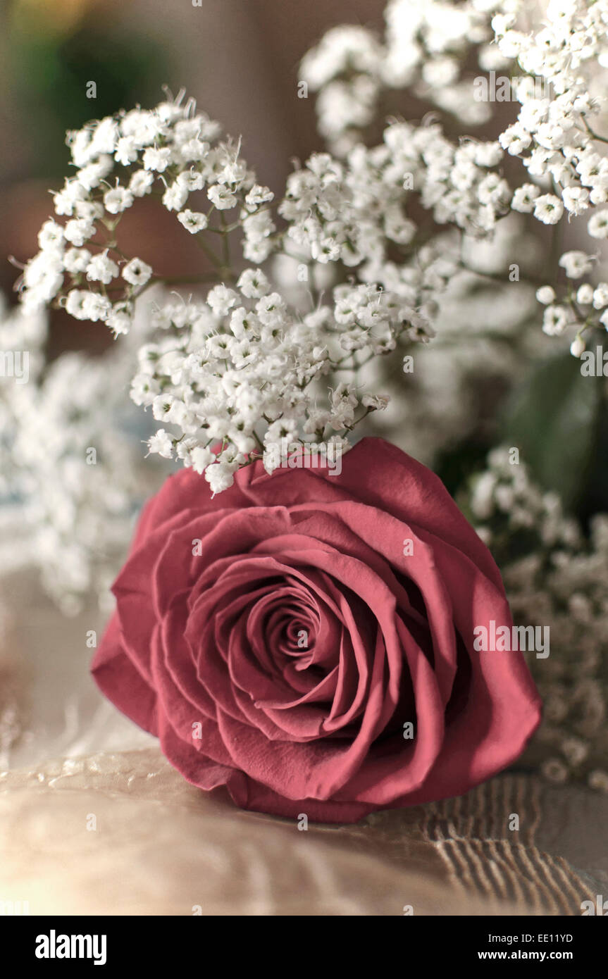 Red rose e fiori bianchi, bouquet romantico Foto Stock