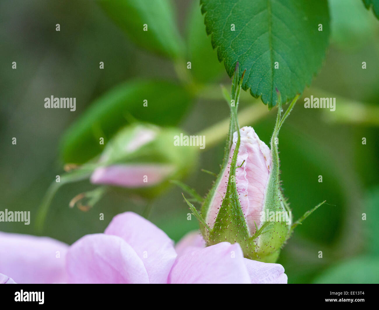 Rosa selvatica bocciolo di rosa. Un fiore bocciolo di rosa selvatica con petali di seguito e un altro germoglio in background. Foto Stock