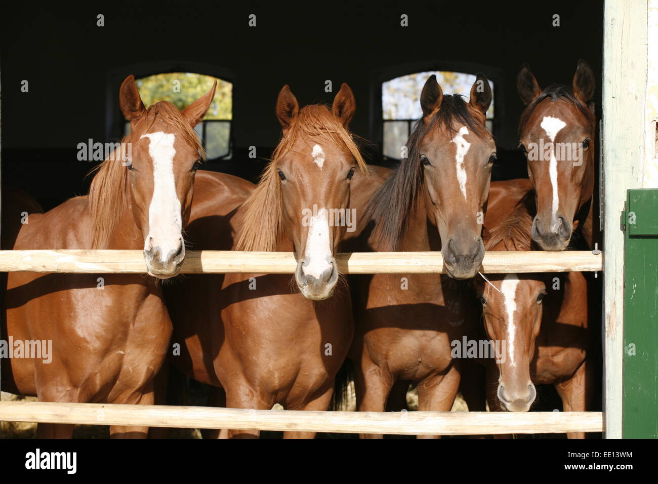 Giovani cavalli purosangue in piedi la porta della stalla. Quattro i cavalli di razza guardando oltre il recinto del granaio estate rurale scena Foto Stock