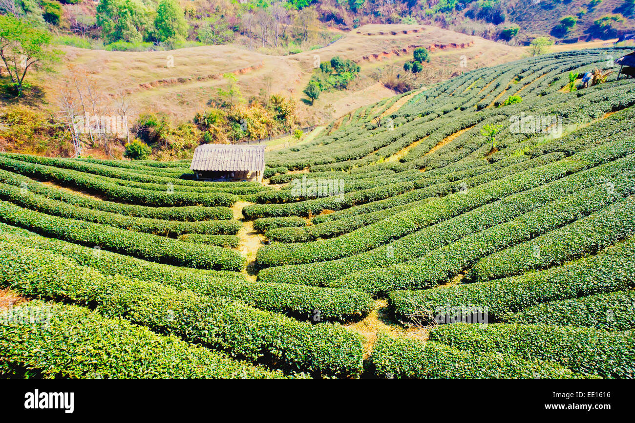 La piantagione di tè a doi Ang khang , Chiang Mai ,Thailandia Foto Stock