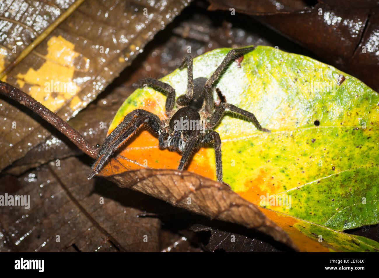 Ragno di grandi dimensioni sulla figliata di foglia nella giungla della Regione Amazonas del Perù Foto Stock