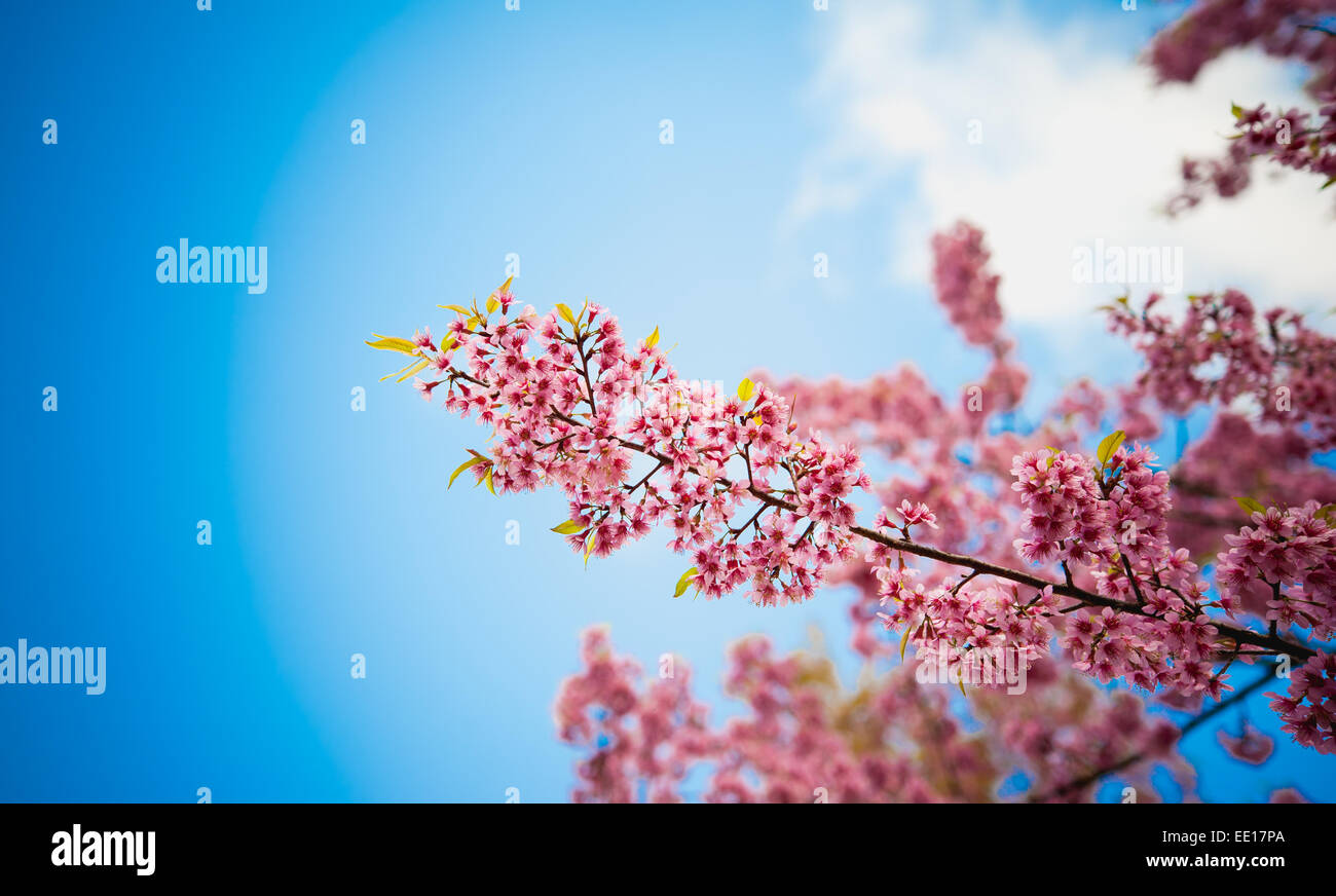 L'Himalayan Ciliegio (Prunus cerasoides) fiorire a pang khon mountain Chiang Rai, Thailandia Foto Stock