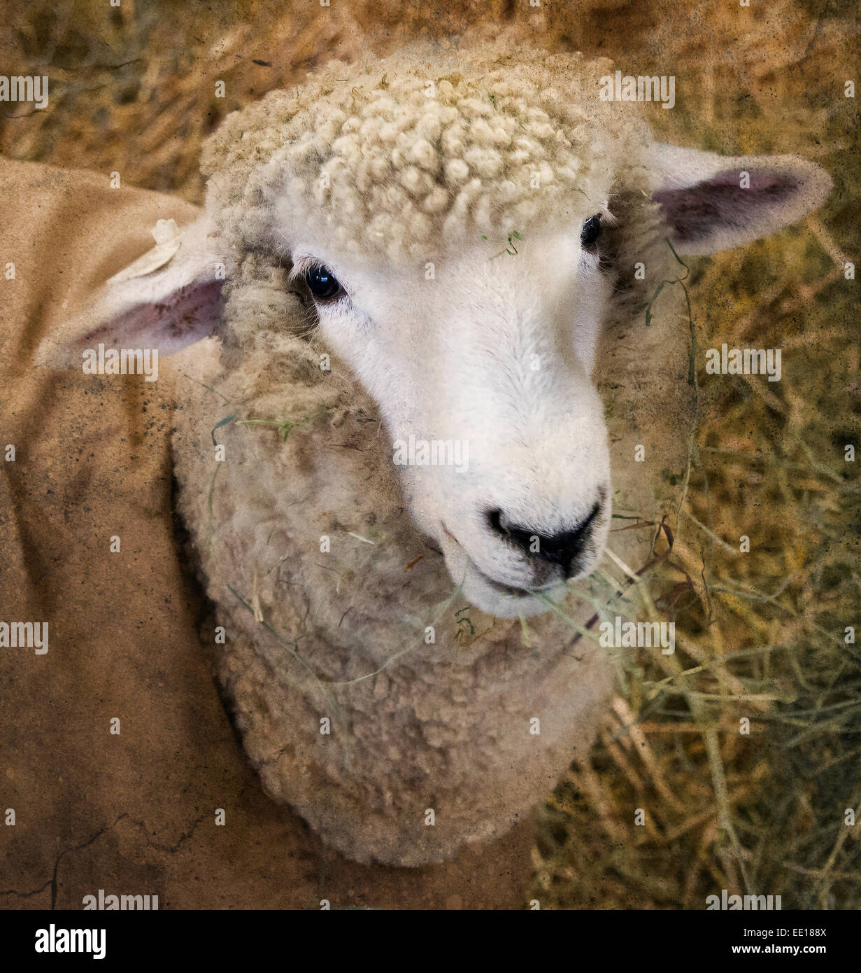Un ritratto della pecora Foto Stock