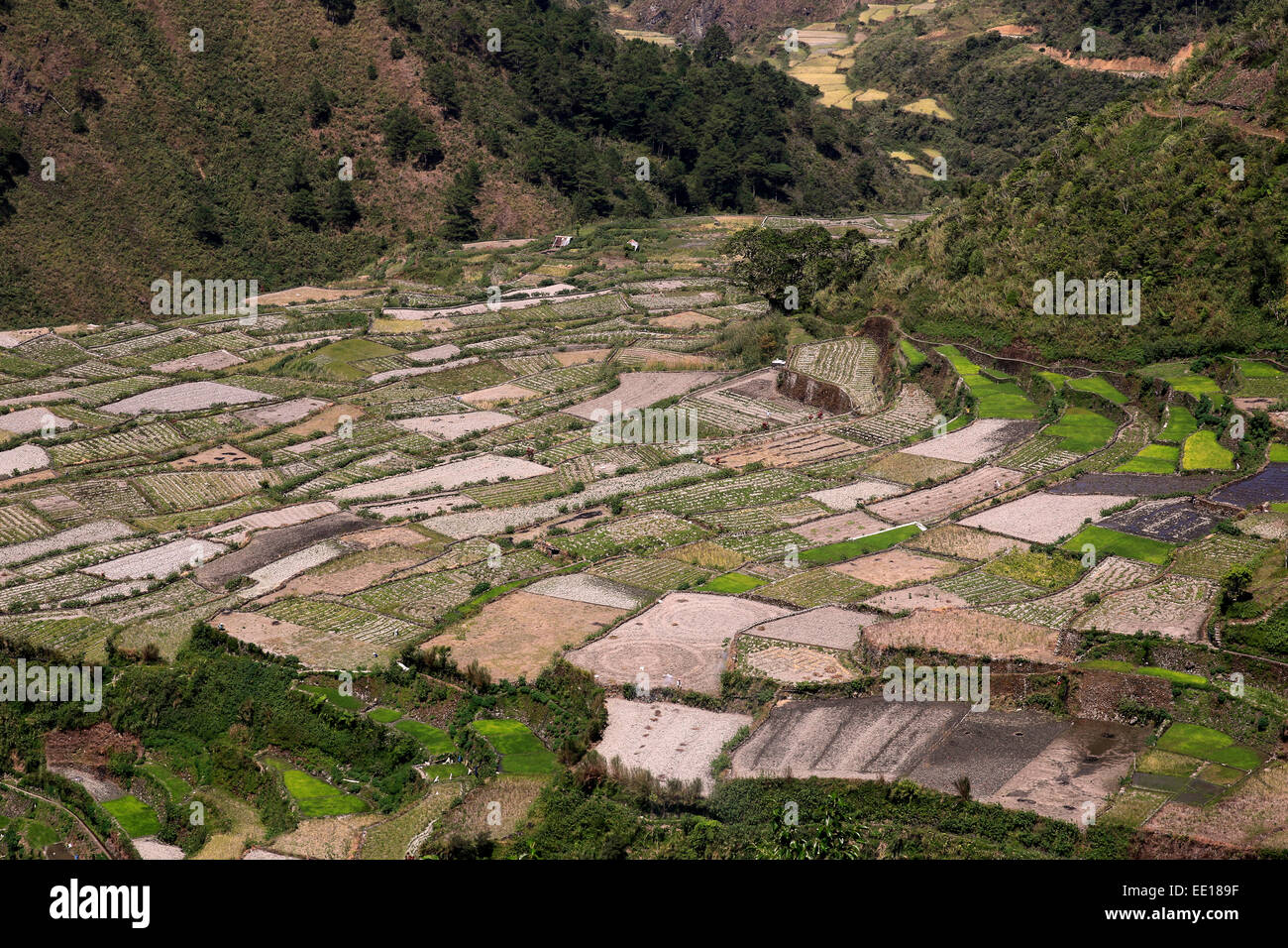 Terrazze di riso nella provincia di montagna, Filippine, in febbraio. Campi di riso sono in appoggio tra la nuova stagione della semina Foto Stock