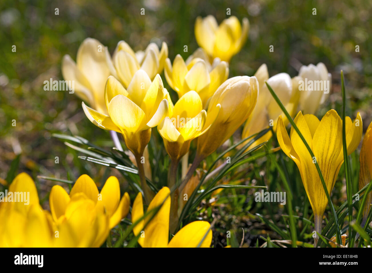Frühlingsboten, blühende Krokusse, Crocus Foto Stock