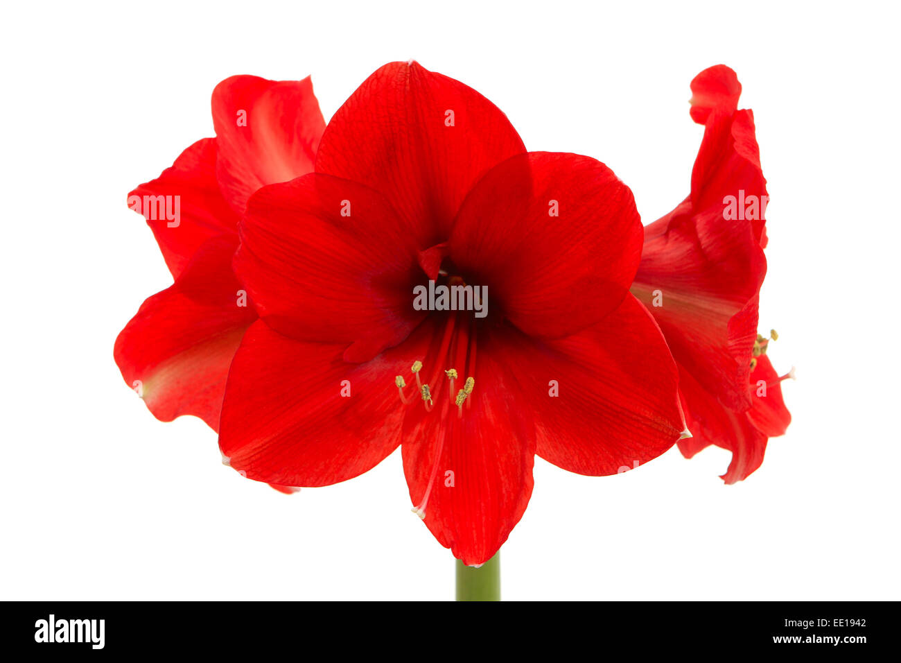 Rote Amaryllis, Ritterstern (Hippeastrum) Foto Stock