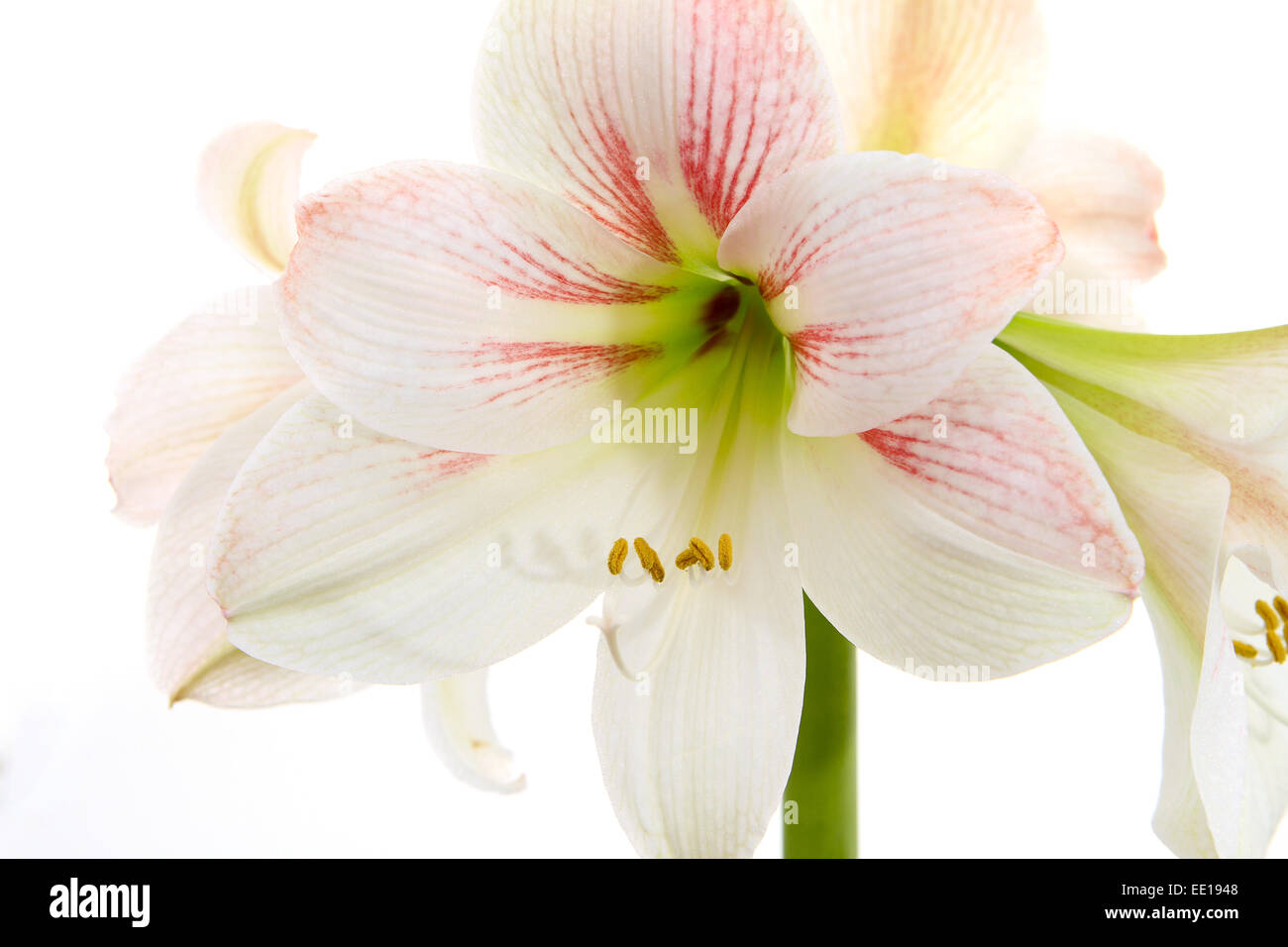 Weisse Amaryllis, Ritterstern (Hippeastrum) Foto Stock