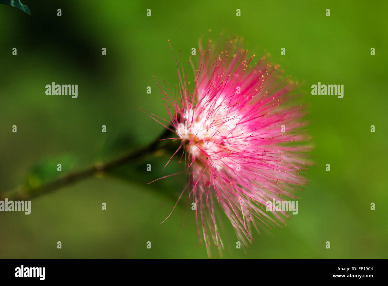 Calliandra haematocephala Hassk con nebbia di mattina . Foto Stock