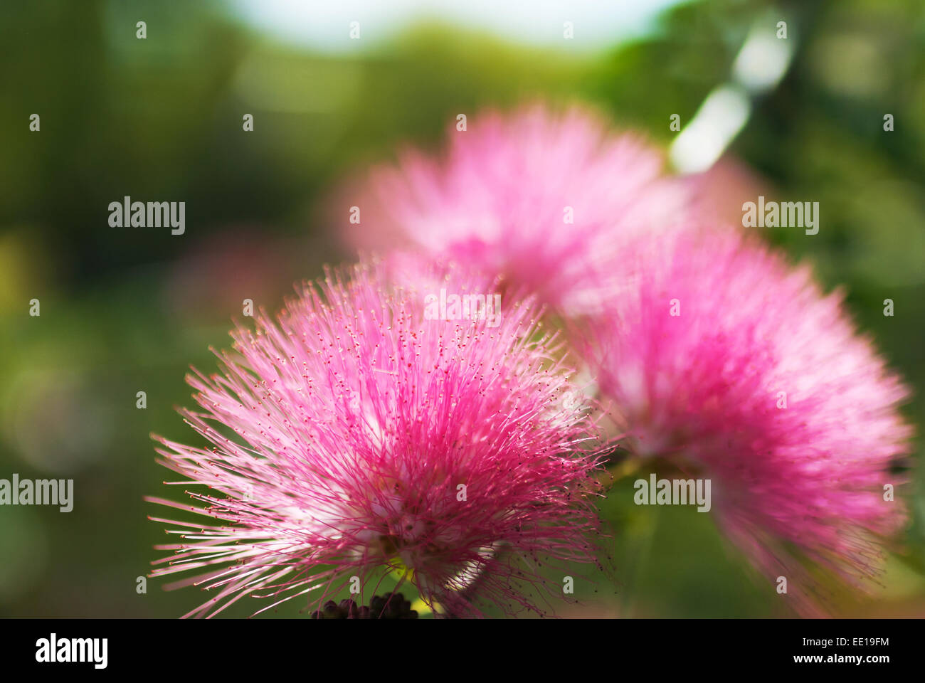 Calliandra haematocephala Hassk con nebbia di mattina . Foto Stock