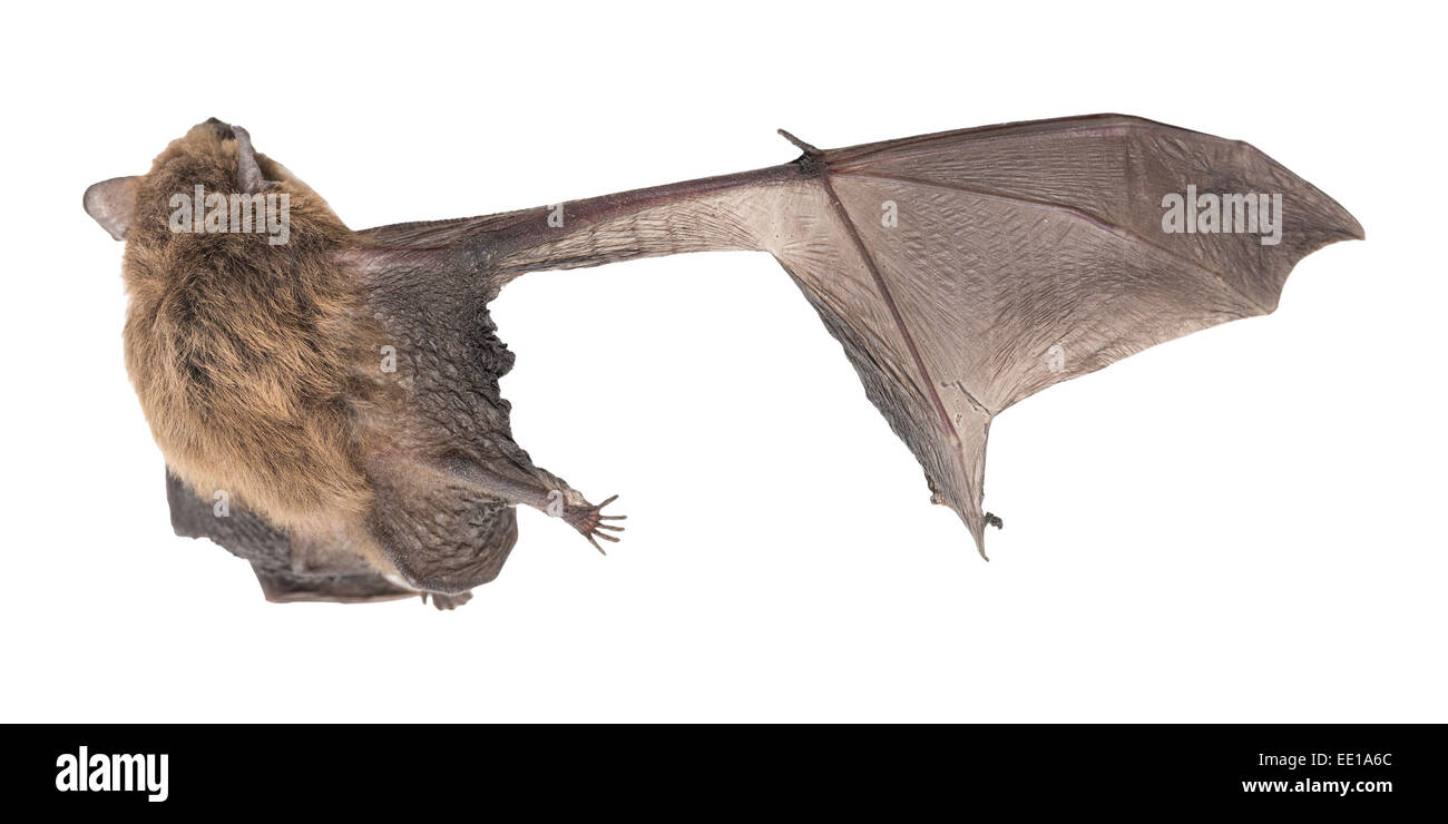 Vista superiore della bat (Pipistrelle comune) con parafango rotto, sfondo bianco Foto Stock