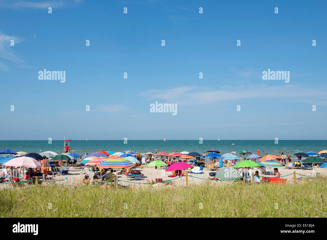 Mare e una spiaggia di sabbia fine attrezzata con ombrelloni, erba nella parte anteriore, Senigallia, provincia di Ancona, Marche, Italia Foto Stock