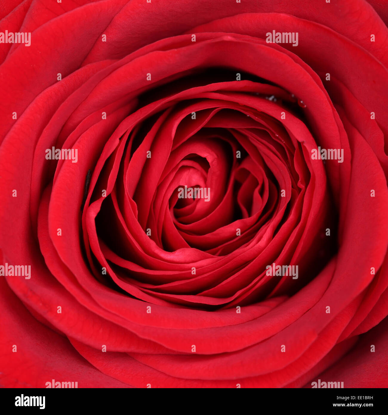 Primo piano di un fiore rosa rossa di San Valentino e la festa della mamma o il compleanno Foto Stock