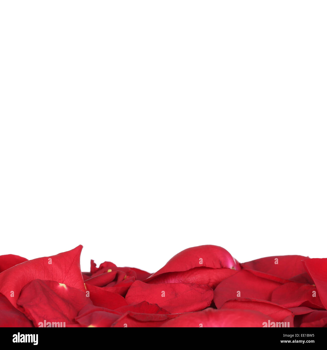 Petali di Rose sul matrimonio, di San Valentino e la festa della mamma con copyspace Foto Stock