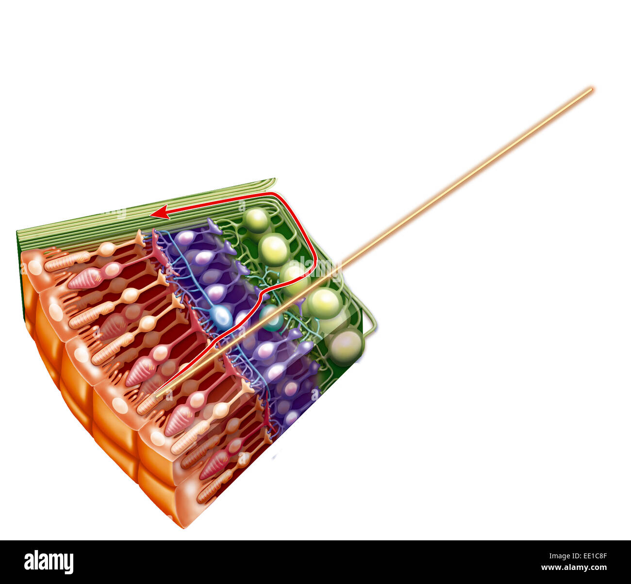 RETINA, illustrazione Foto Stock