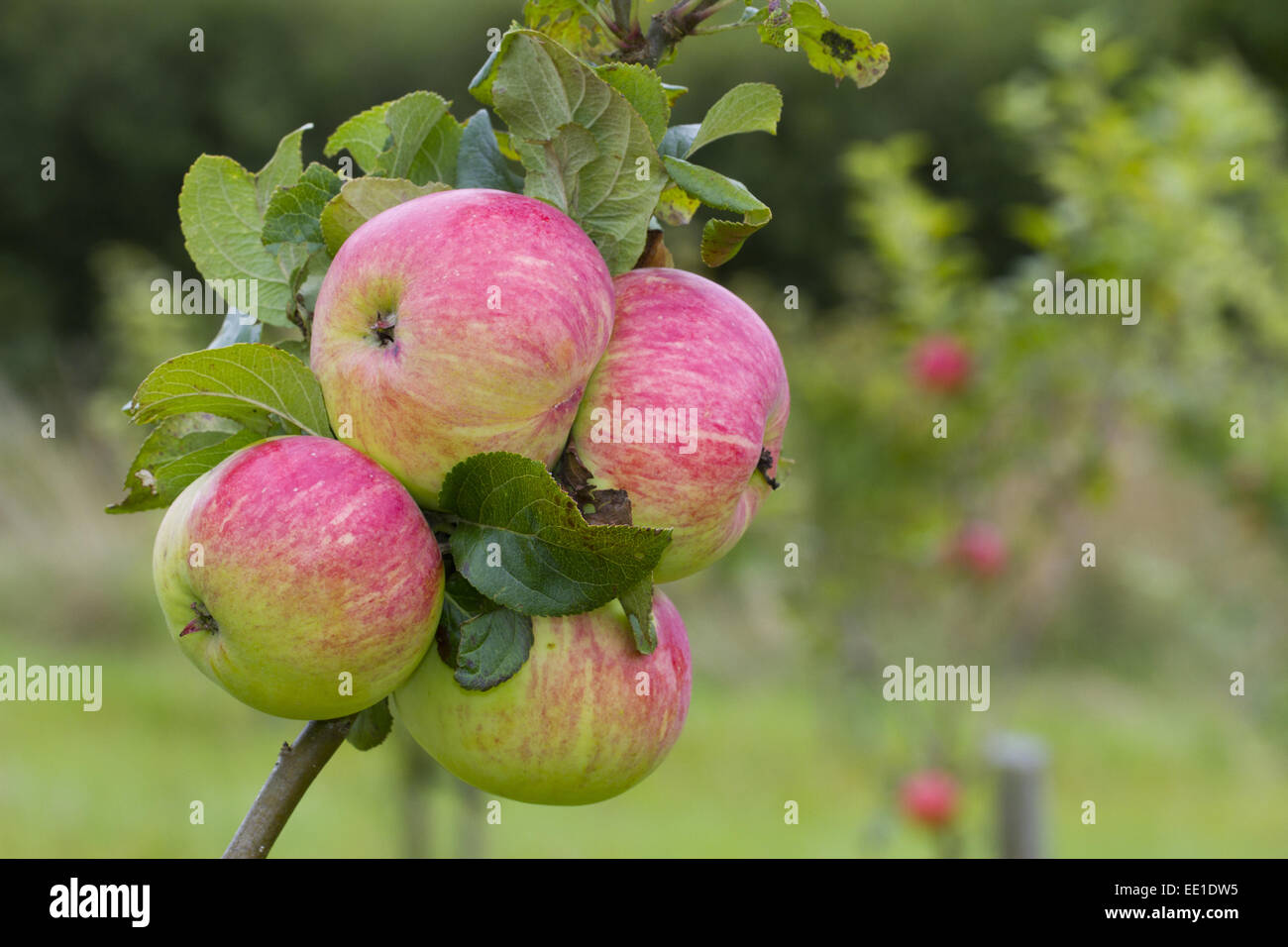 Coltivate Apple (malus domestica) 'Rev. W. Wilks', close-up di frutta, su albero in un frutteto organico, POWYS, GALLES, Agosto Foto Stock