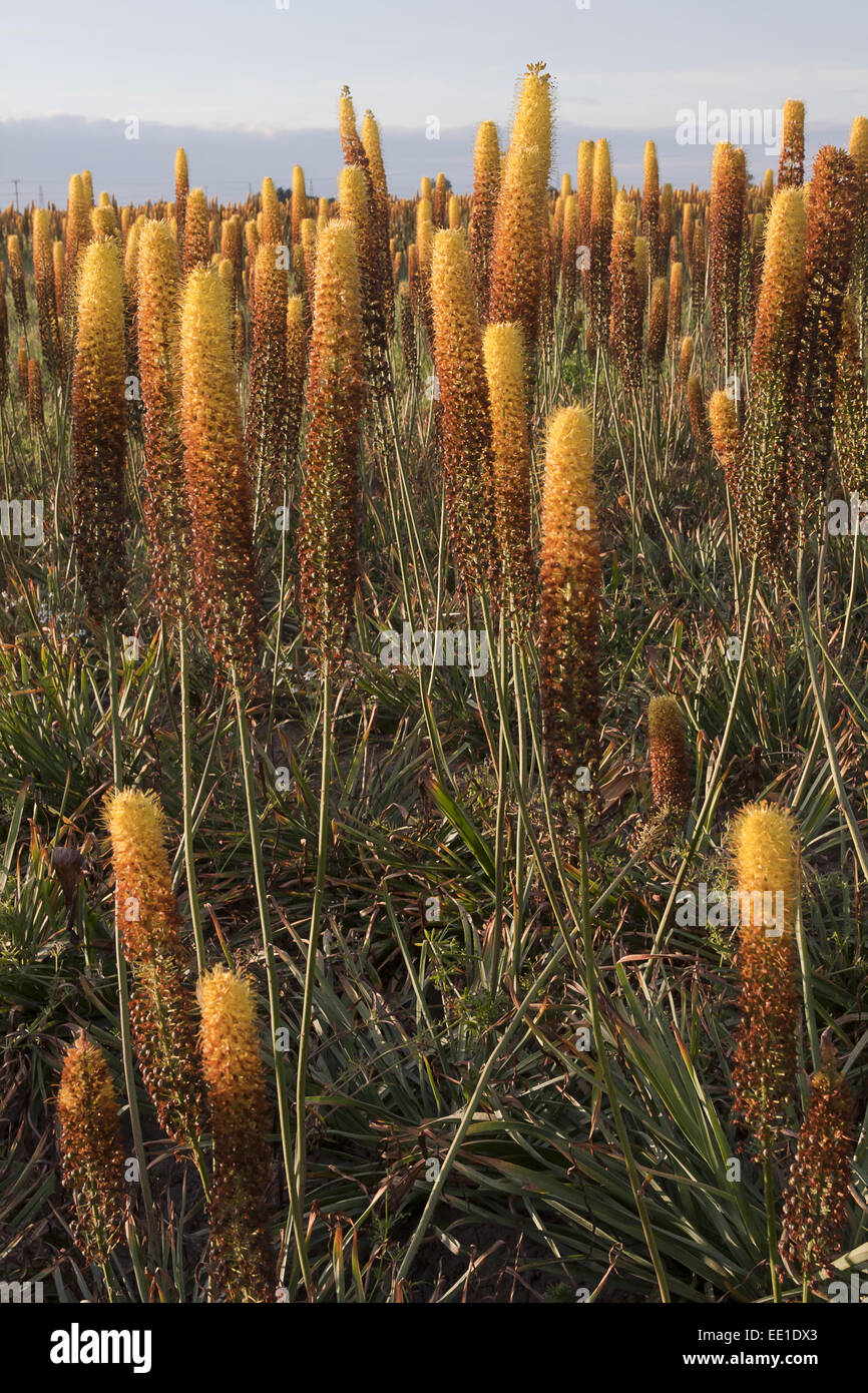 Coda di volpe Lily (Eremurus x isabellinus) "Cleopatra", fioritura, vivaio commerciale di colture in campo, Holbeach St. Johns, Moulton Fagnes, South Holland, Lincolnshire, Inghilterra, Luglio Foto Stock