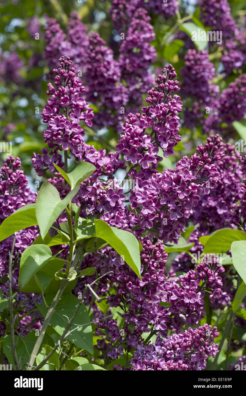 Comune di lilla, di Syringa vulgaris, albero di fioritura in primavera Foto Stock