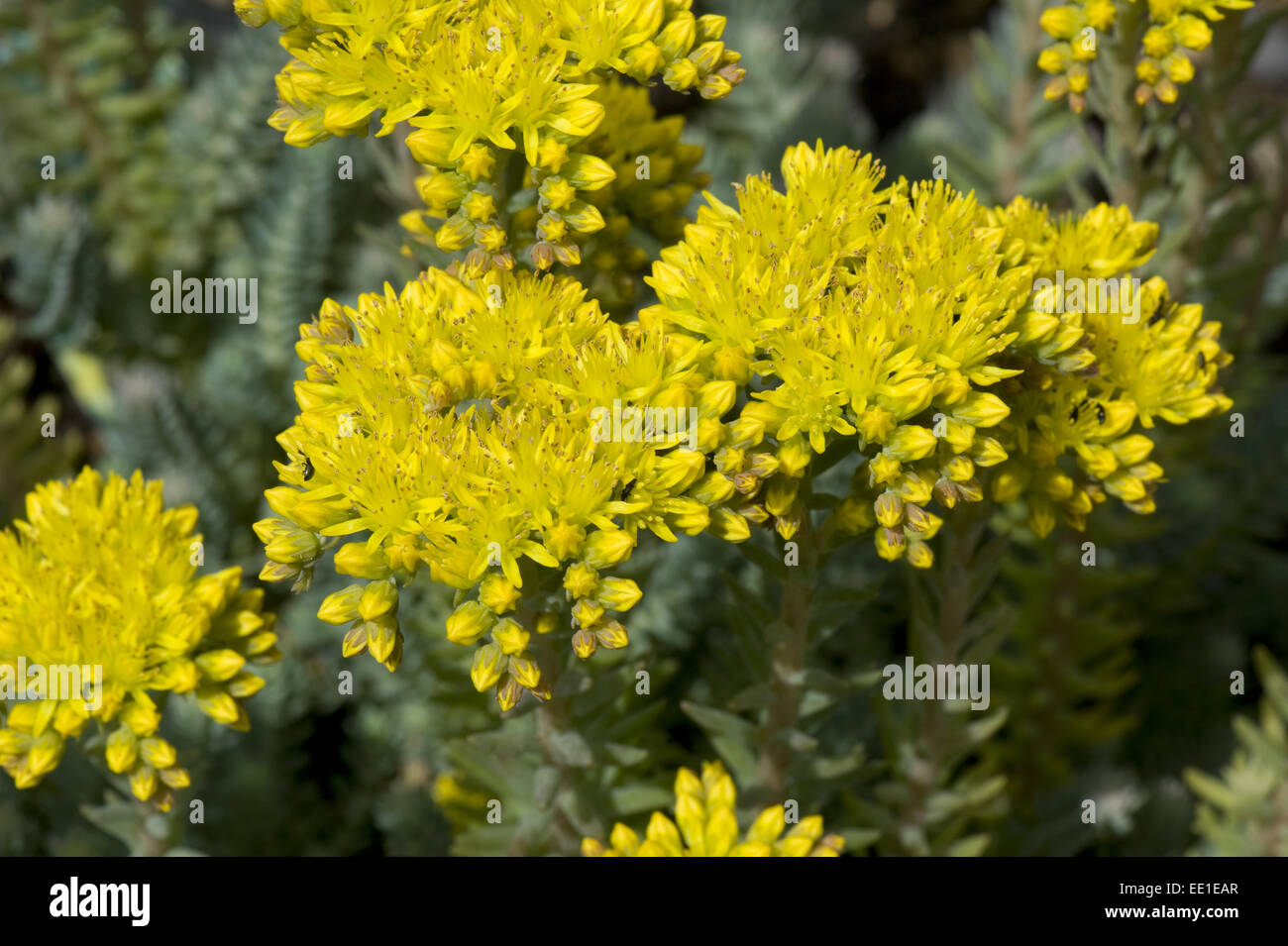 Sedum reflexum 'Blu cuscino' un rockery pianta con i fiori gialli, Giugno Foto Stock