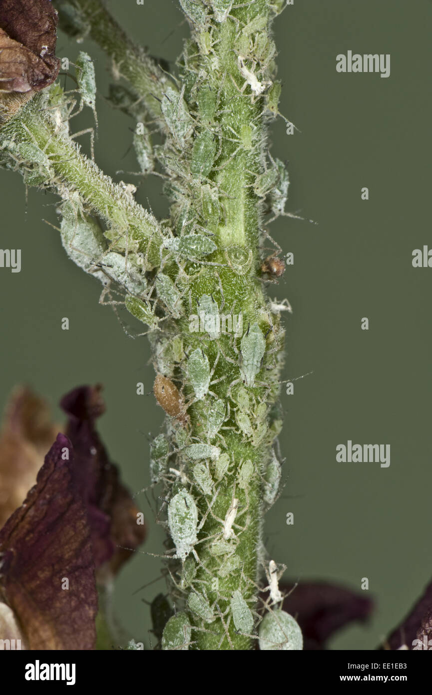 Lupin afidi, Macrosiphum albifrons, infestazione sul peduncolo di un fiore di Lupin Foto Stock