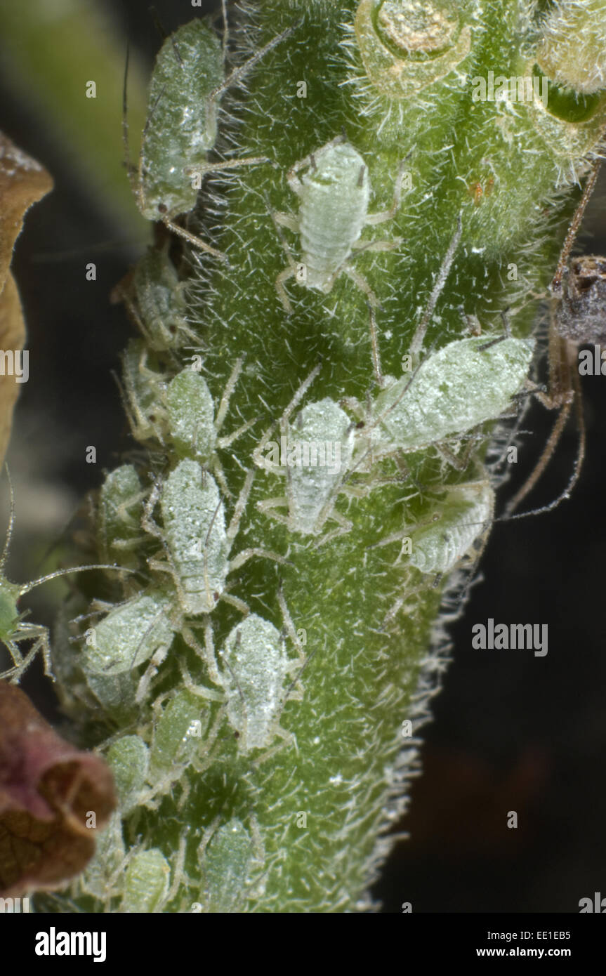 Lupin afidi, Macrosiphum albifrons, infestazione sul peduncolo di un fiore di Lupin Foto Stock