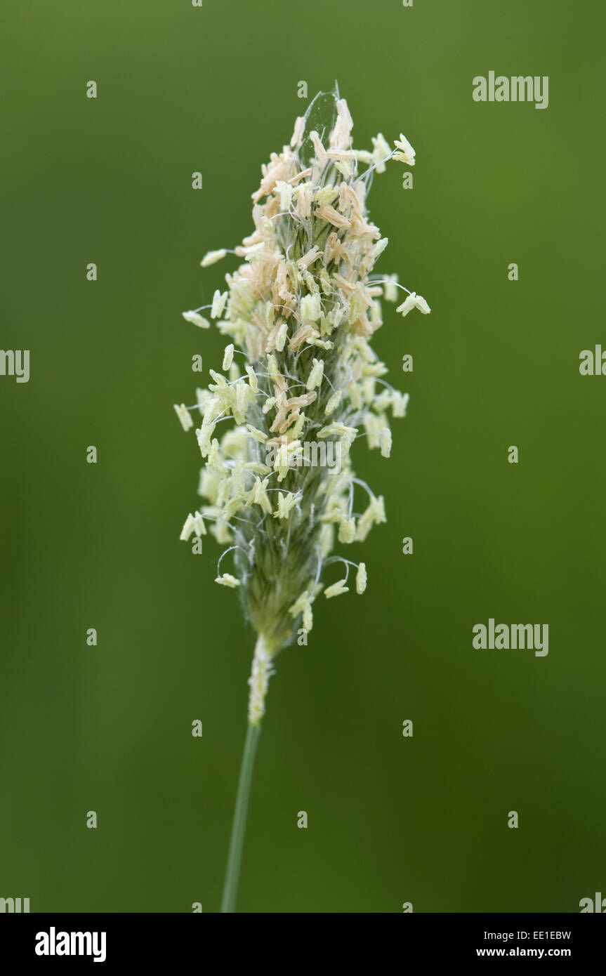Testa di fioritura di fleolo, Phleum pratense, con filamenti maschio e stami Foto Stock