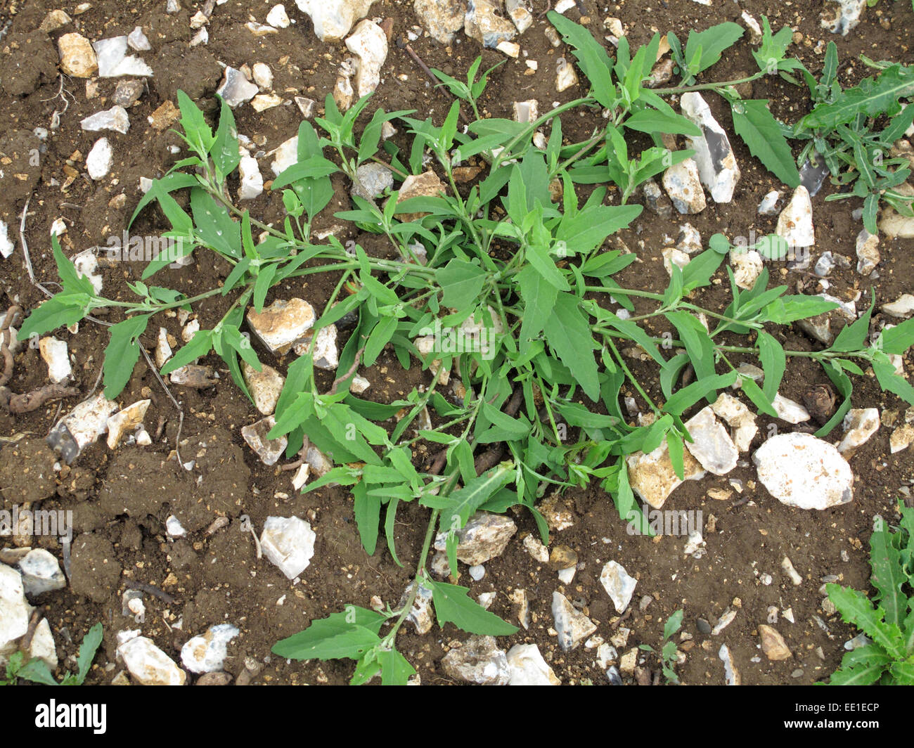 Saltbush o comune, orache Atriplex patula, impianti prostrata sul fiield coltivate - un erbaccia di giardini e di seminativi Foto Stock