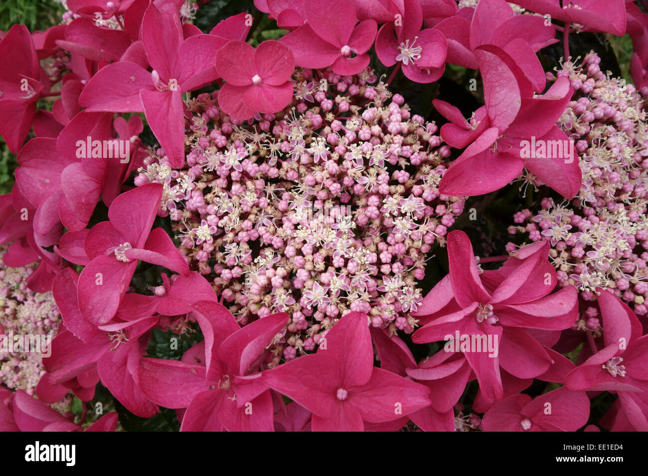 Fiori di Hydrangea macrophylla 'Rosso' Lacecap, bigleaf hydrangea piccoli fiori femminili inanellato da grandi fiori maschili Foto Stock