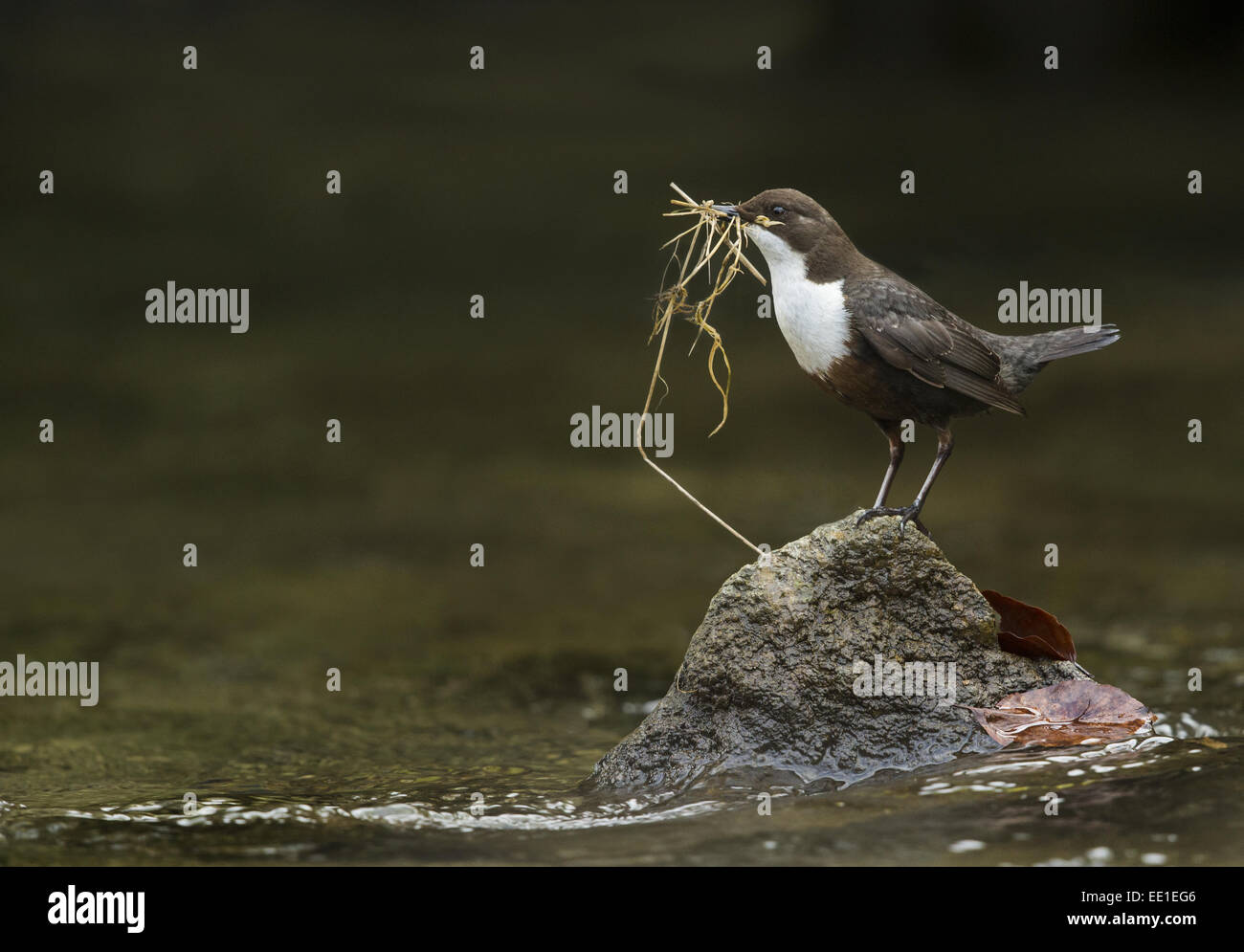 Bianco-throated bilanciere (Cinclus cinclus gularis) adulto, la raccolta di materiale di nidificazione nel becco, permanente sulla pietra nel fiume, Peak District N.P., Derbyshire, Inghilterra, Marzo Foto Stock